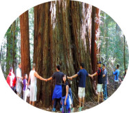 group bus charter tours to  muir woods redwoods